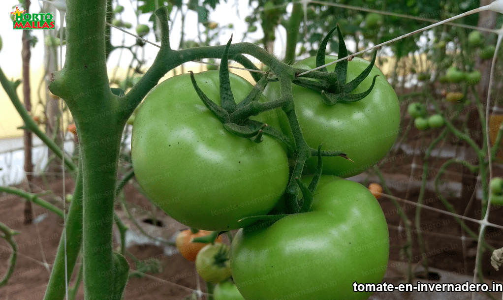 entutorado de tomate